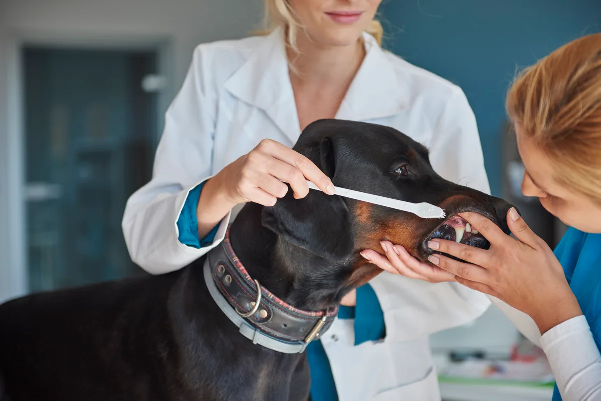 Odontologia Veterinária